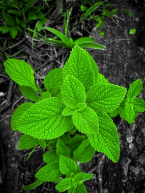 绿色野生薄荷叶图片